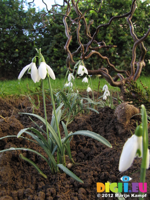 SX21495 Snowdrops (Galanthus nivalis) in garden